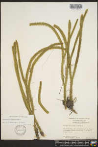 Lycopodiella alopecuroides image