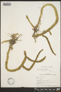 Lycopodiella alopecuroides image