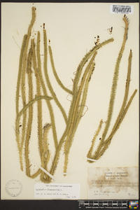 Lycopodiella alopecuroides image