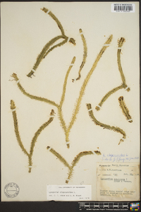 Lycopodiella alopecuroides image