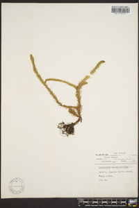 Lycopodiella alopecuroides image