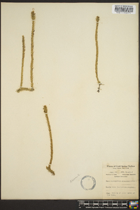 Lycopodiella alopecuroides image