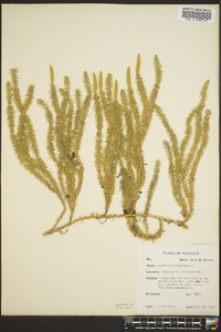 Lycopodium annotinum image