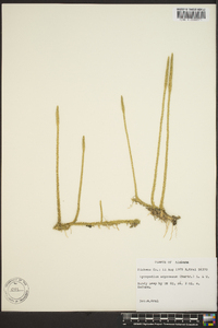 Lycopodium appressum image