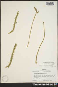 Lycopodium appressum image