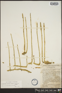 Lycopodium appressum image