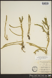 Lycopodium appressum image