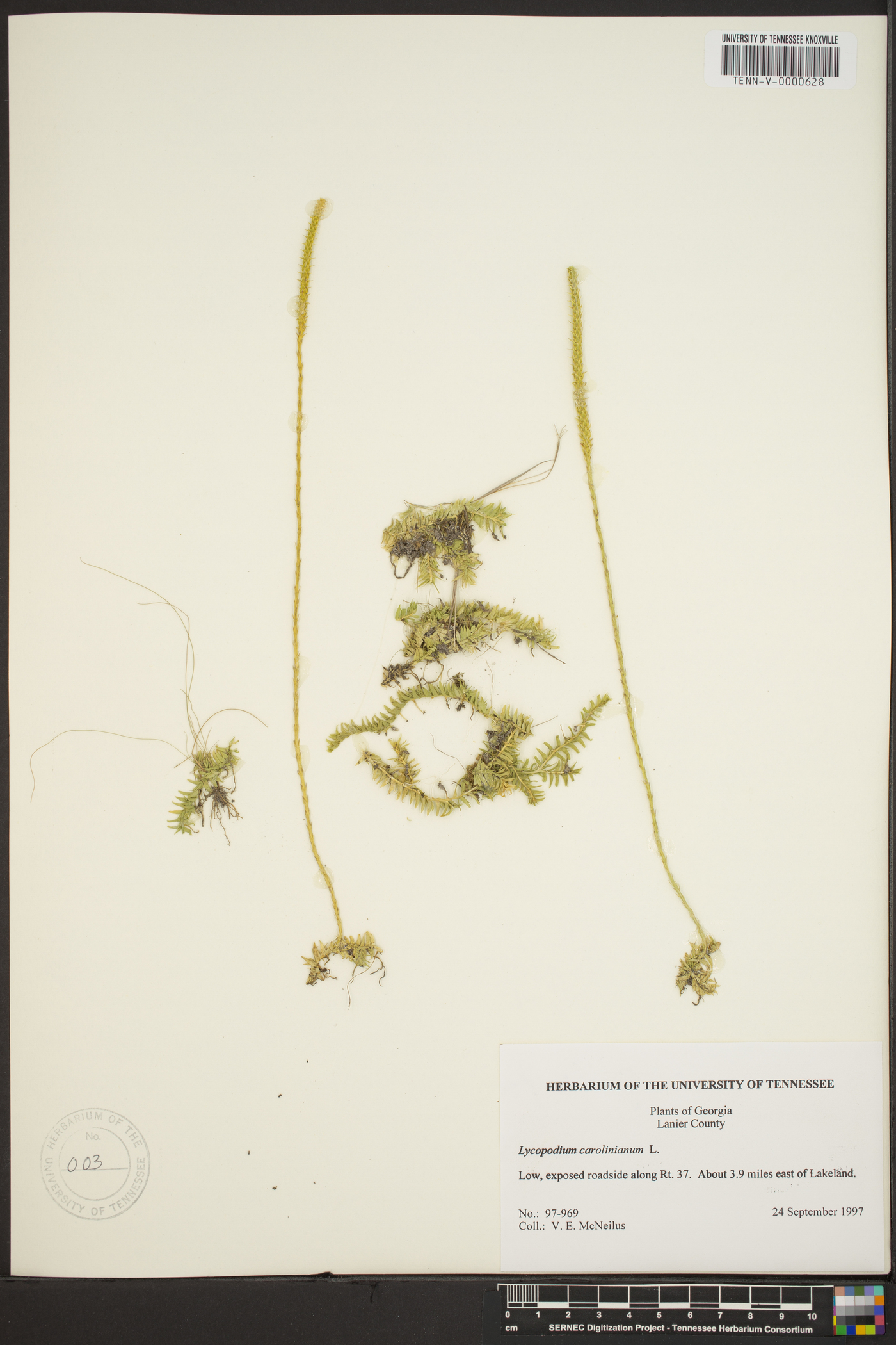 Lycopodium carolinianum image