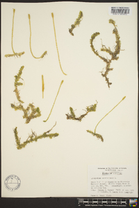 Lycopodium carolinianum image