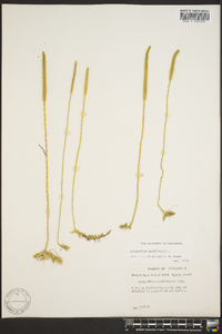 Lycopodium carolinianum image