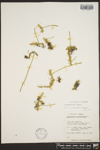 Lycopodium carolinianum image