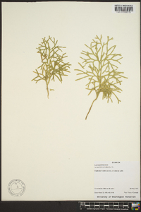 Diphasiastrum complanatum image