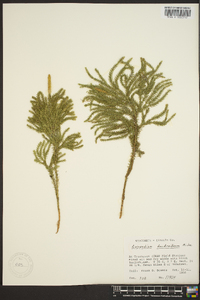 Dendrolycopodium dendroideum image