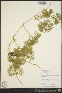 Dendrolycopodium dendroideum image