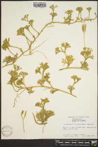 Lycopodium flabelliforme var. ambiguum image