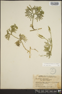 Lycopodium flabelliforme var. ambiguum image