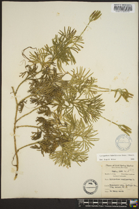 Lycopodium flabelliforme var. ambiguum image