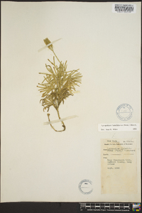 Lycopodium flabelliforme var. ambiguum image