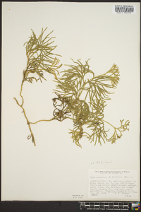 Lycopodium flabelliforme var. ambiguum image