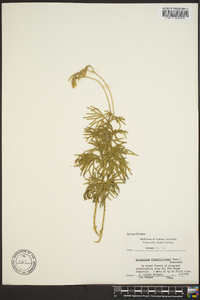 Lycopodium flabelliforme var. ambiguum image