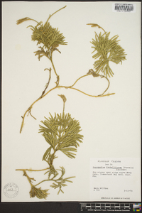 Lycopodium flabelliforme var. ambiguum image