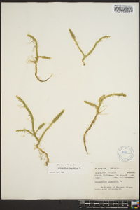 Lycopodium inundatum image