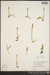 Lycopodium inundatum image