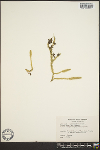 Lycopodium inundatum image