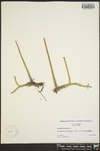 Lycopodium inundatum image