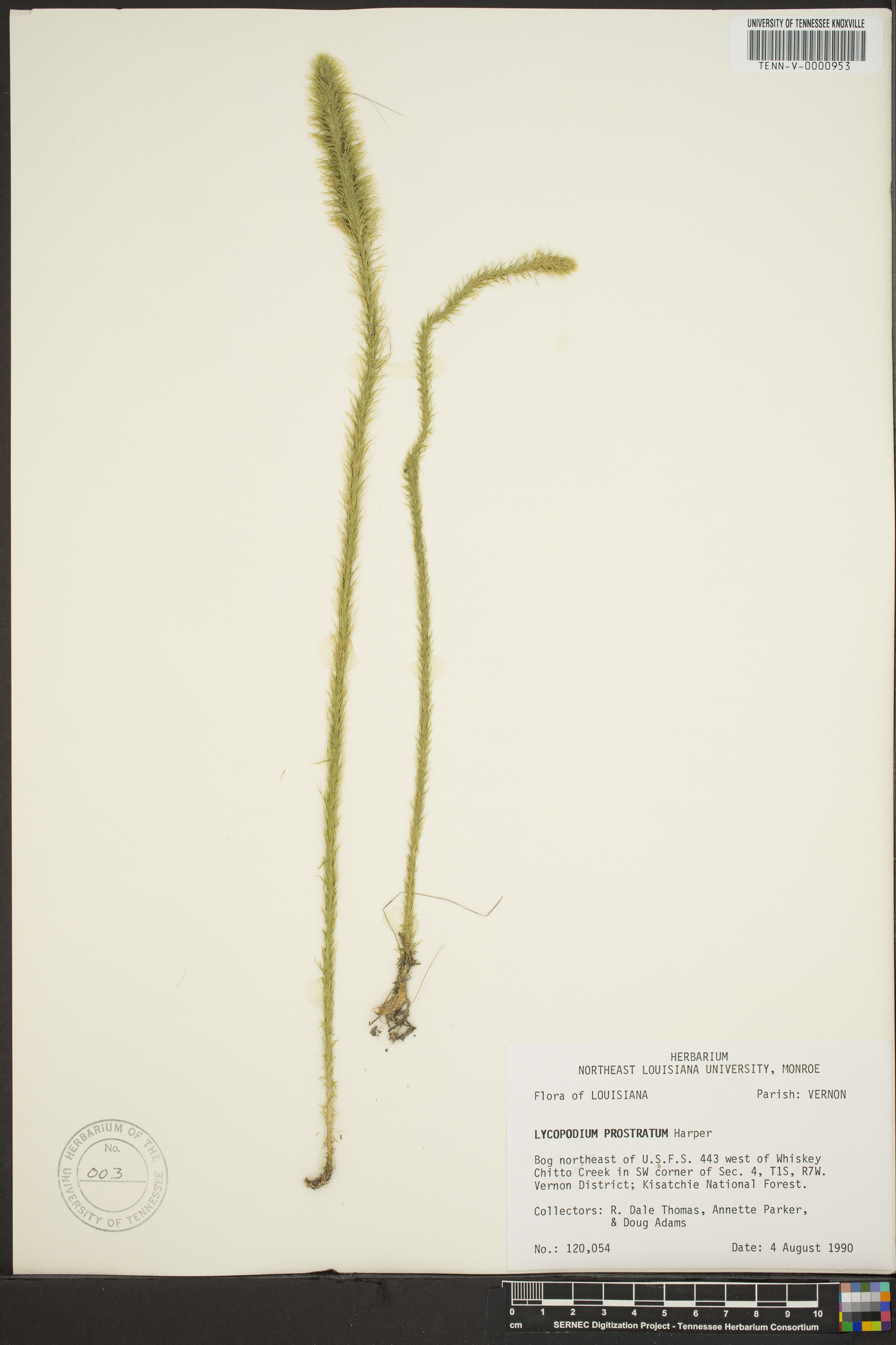 Lycopodium porophilum image