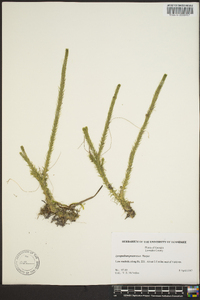 Lycopodium porophilum image