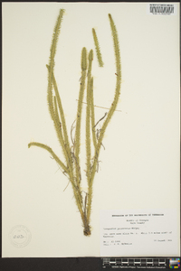 Lycopodium prostratum image