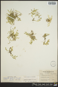 Selaginella apoda image