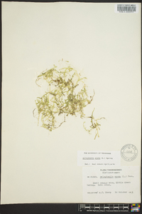 Selaginella apoda image