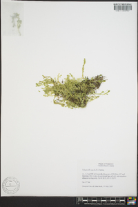 Selaginella apoda image