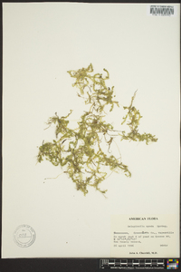 Selaginella apoda image