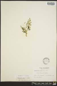 Selaginella apoda image