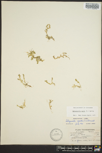 Selaginella apoda image