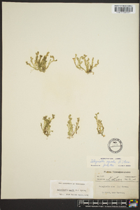 Selaginella apoda image