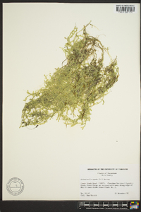 Selaginella apoda image