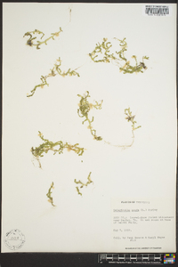 Selaginella apoda image