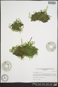 Selaginella apoda image