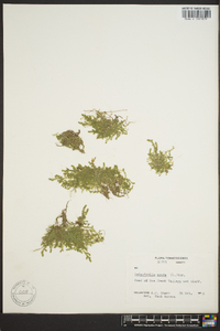 Selaginella apoda image