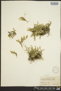 Selaginella rupestris image