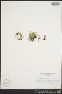 Selaginella rupestris image