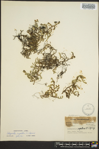 Selaginella rupestris image