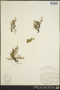 Selaginella rupestris image