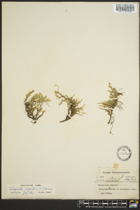 Selaginella rupestris image