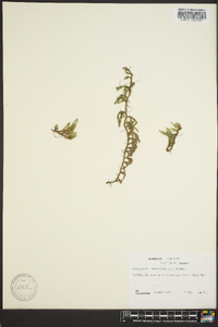 Selaginella rupestris image