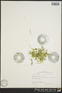 Selaginella apoda image